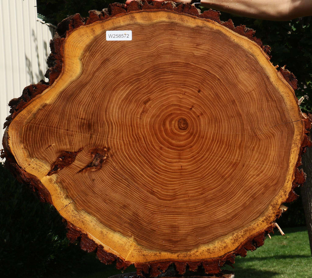 Elm Cookie