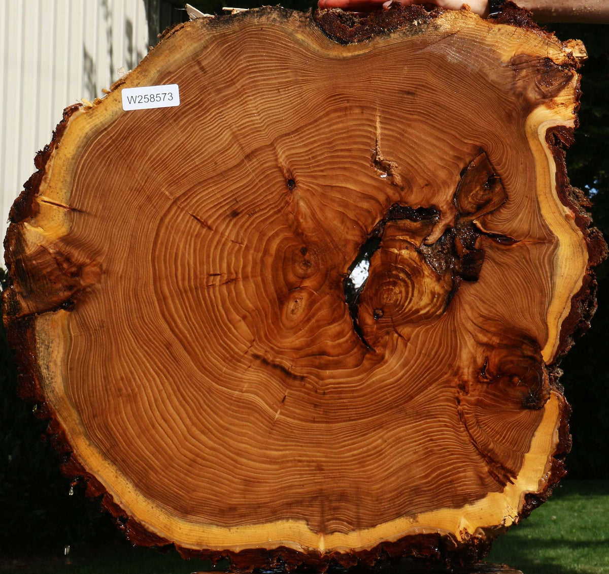 Elm Cookie