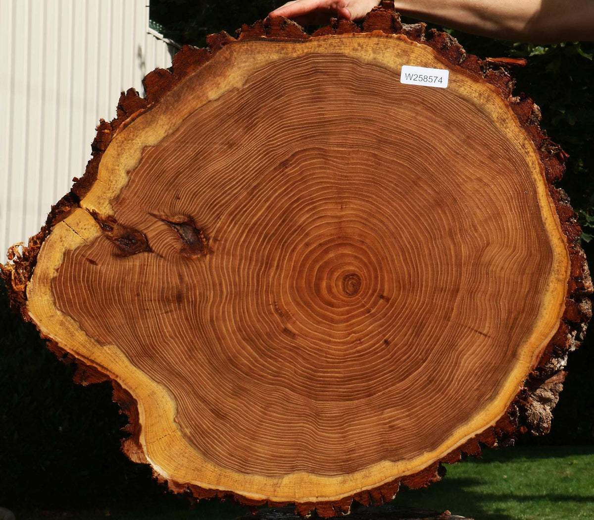 Elm Cookie