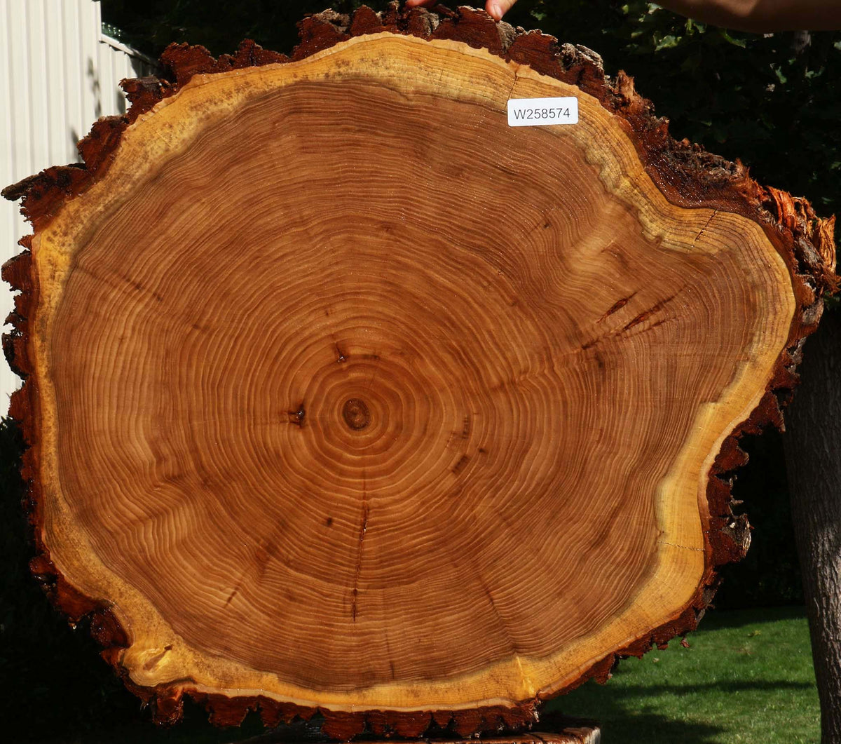Elm Cookie