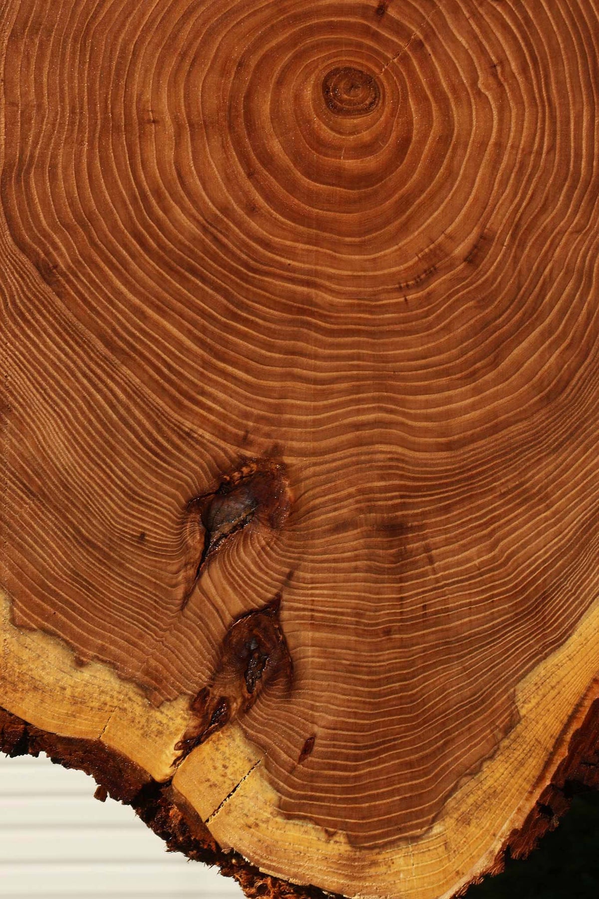 Elm Cookie