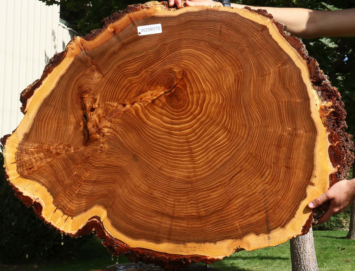 Figured Elm Cookie (Free Shipping Excluded)