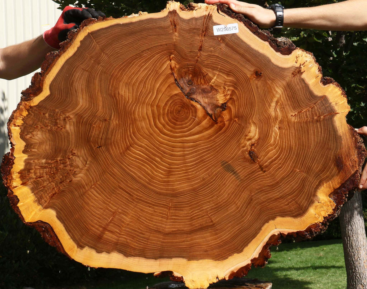 Figured Elm Cookie (Free Shipping Excluded)