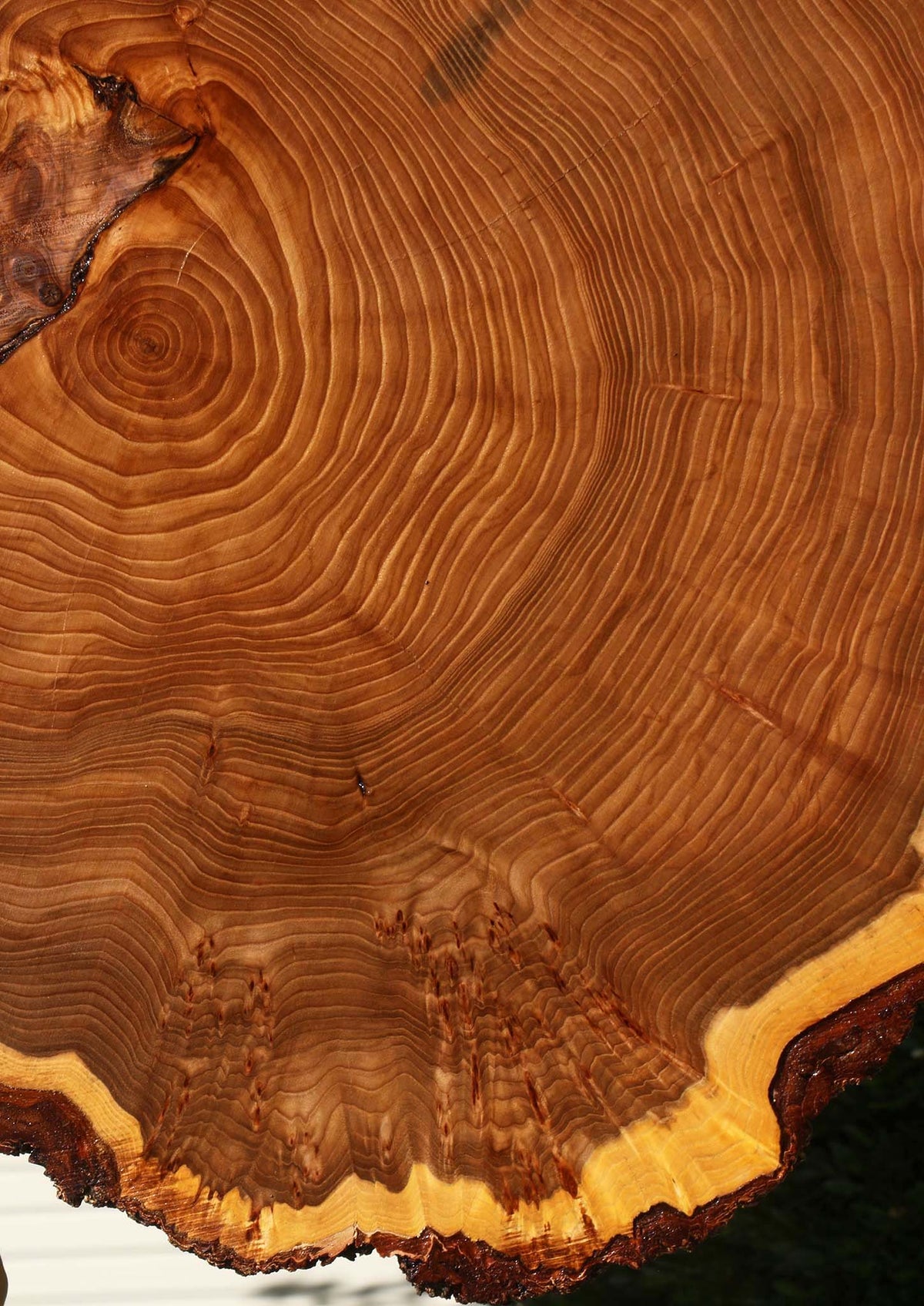 Figured Elm Cookie (Free Shipping Excluded)