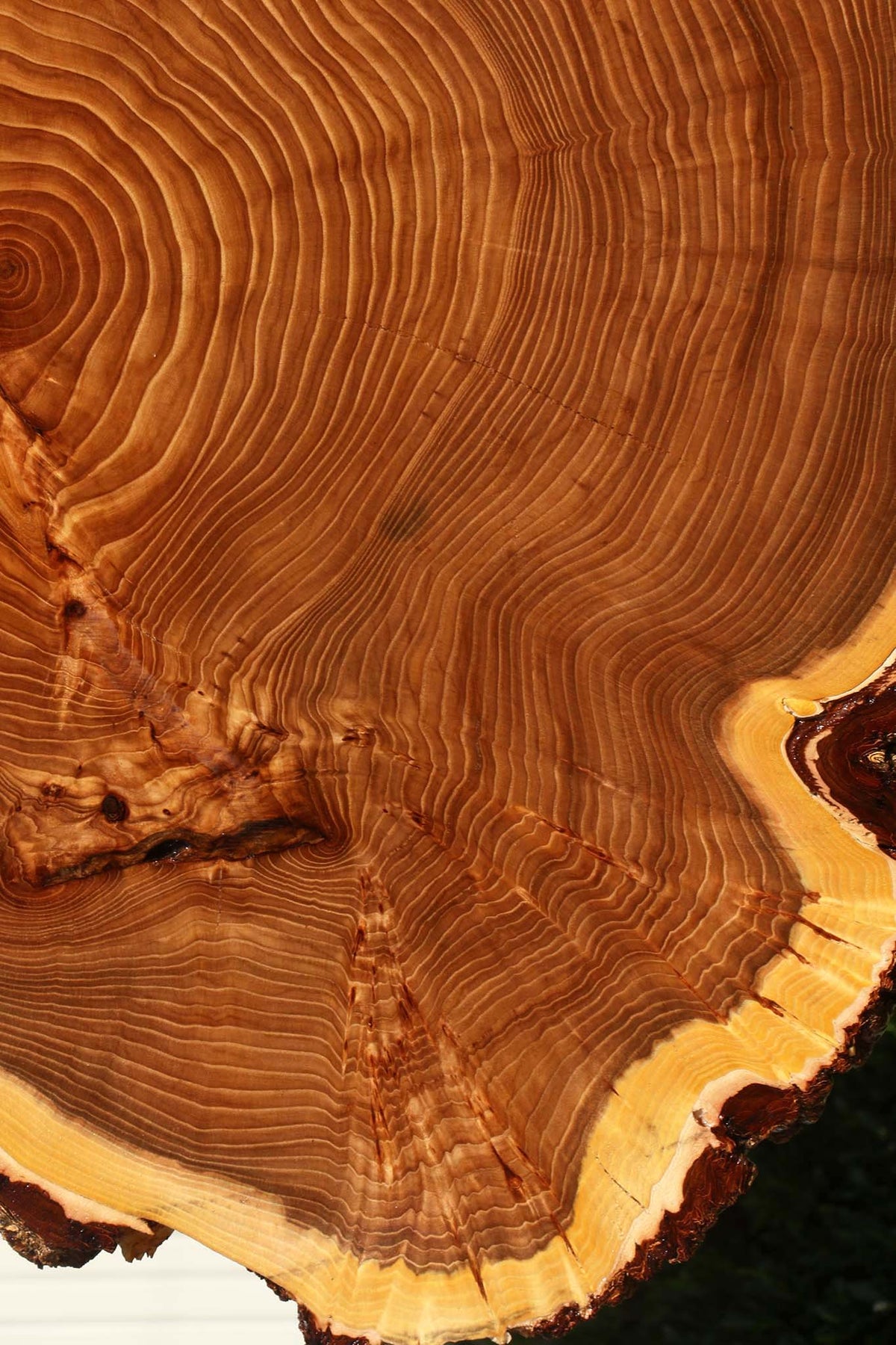 Figured Elm Cookie (Free Shipping Excluded)