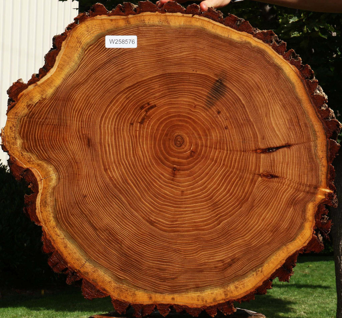 Elm Cookie