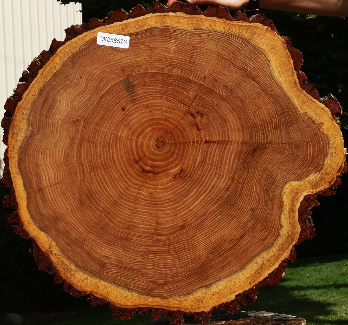 Elm Cookie