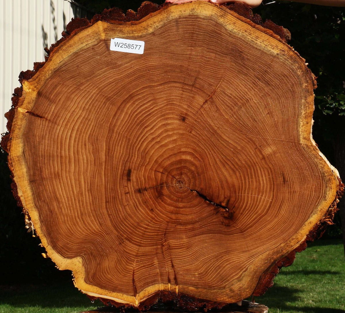 Elm Cookie