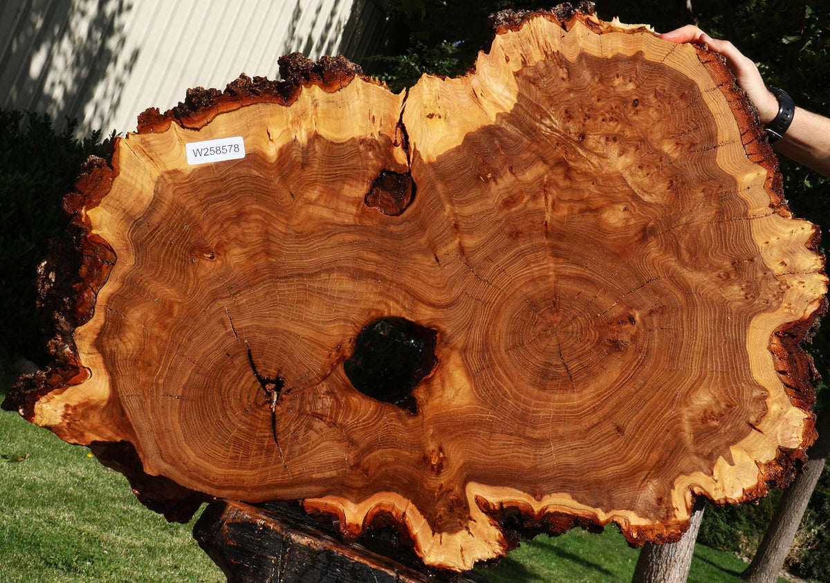 Extra Fancy Elm Cookie