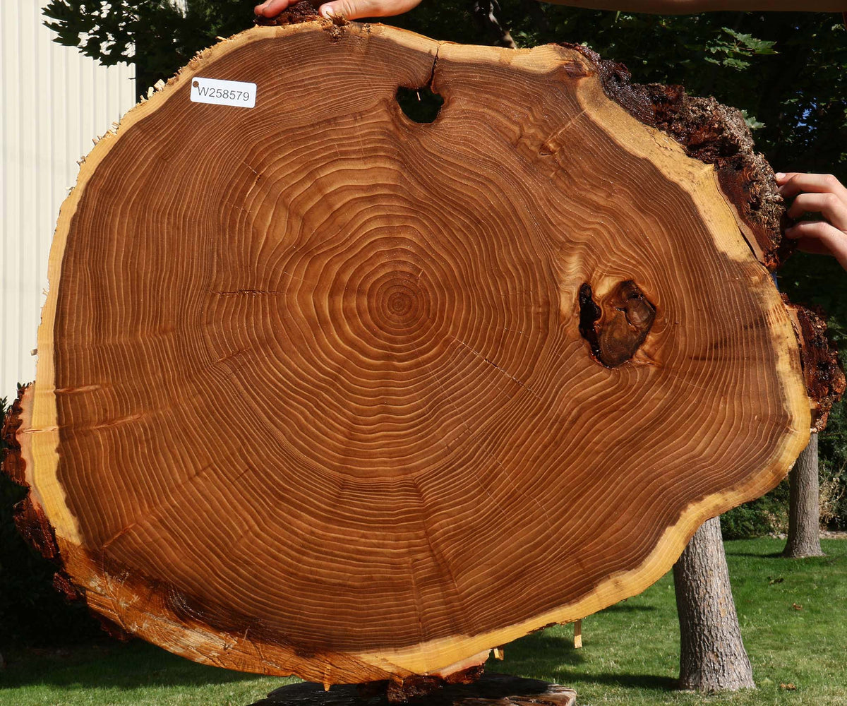 Elm Cookie