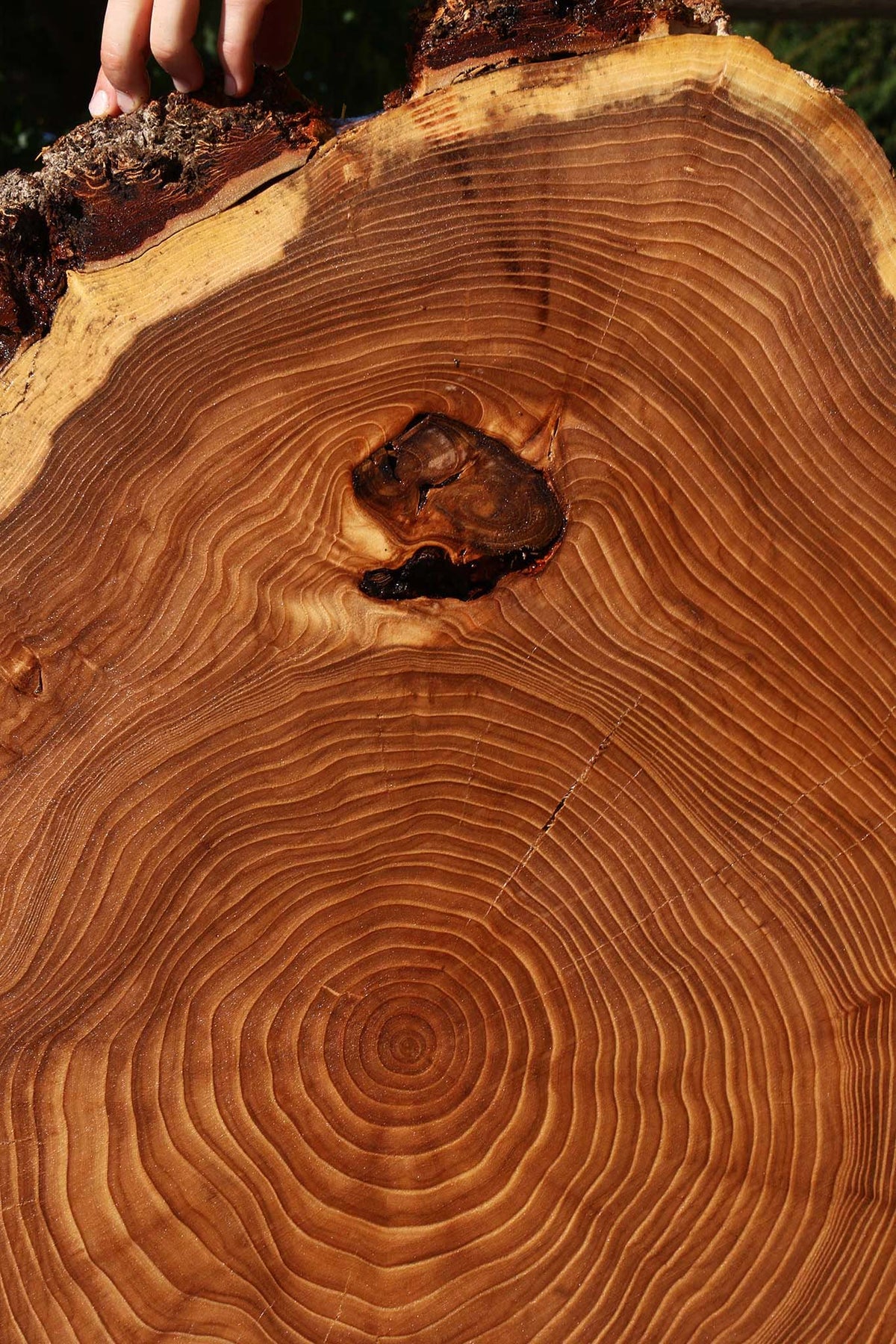 Elm Cookie