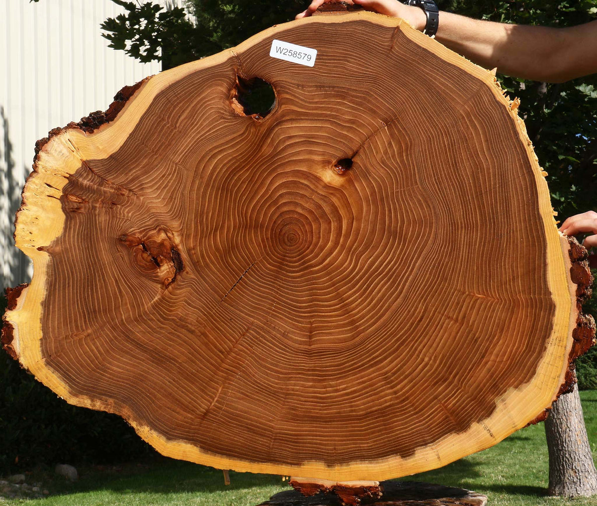 Elm Cookie
