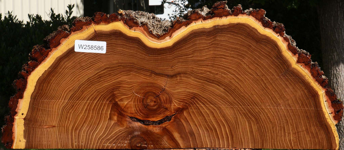 Figured Elm Live Edge Slice