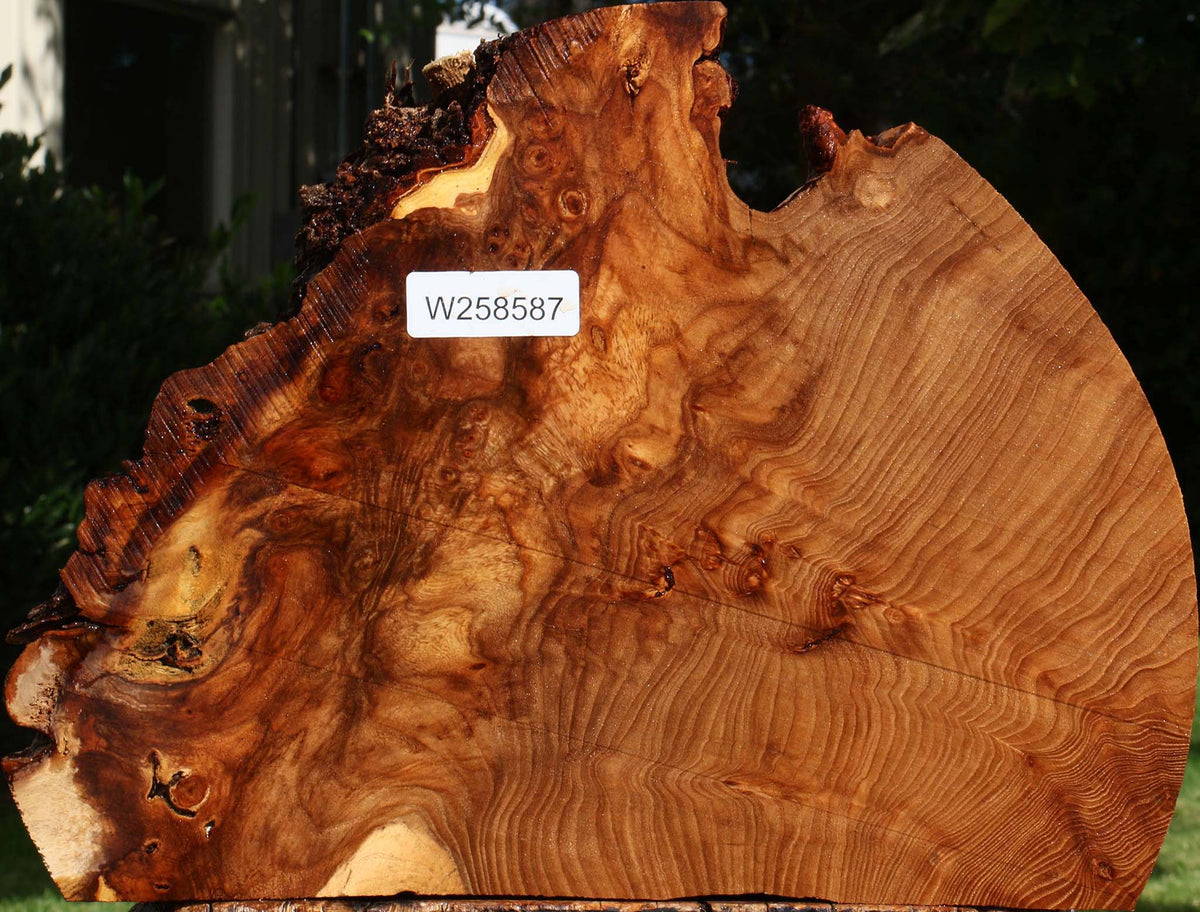 Extra Fancy Elm Live Edge Slice
