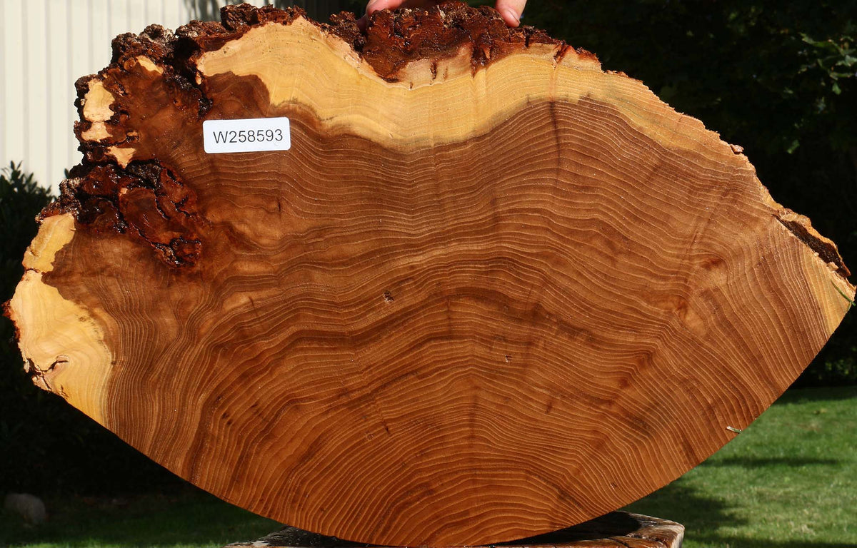 Elm Cookie