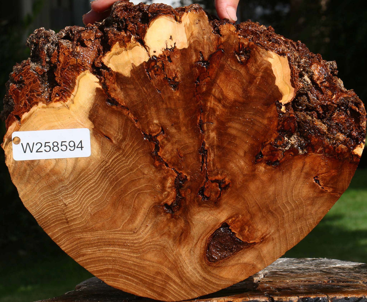 Figured Elm Cookie
