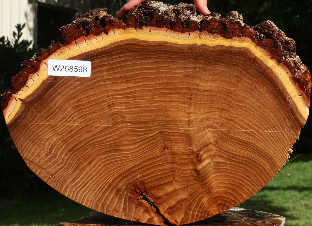 Elm Cookie