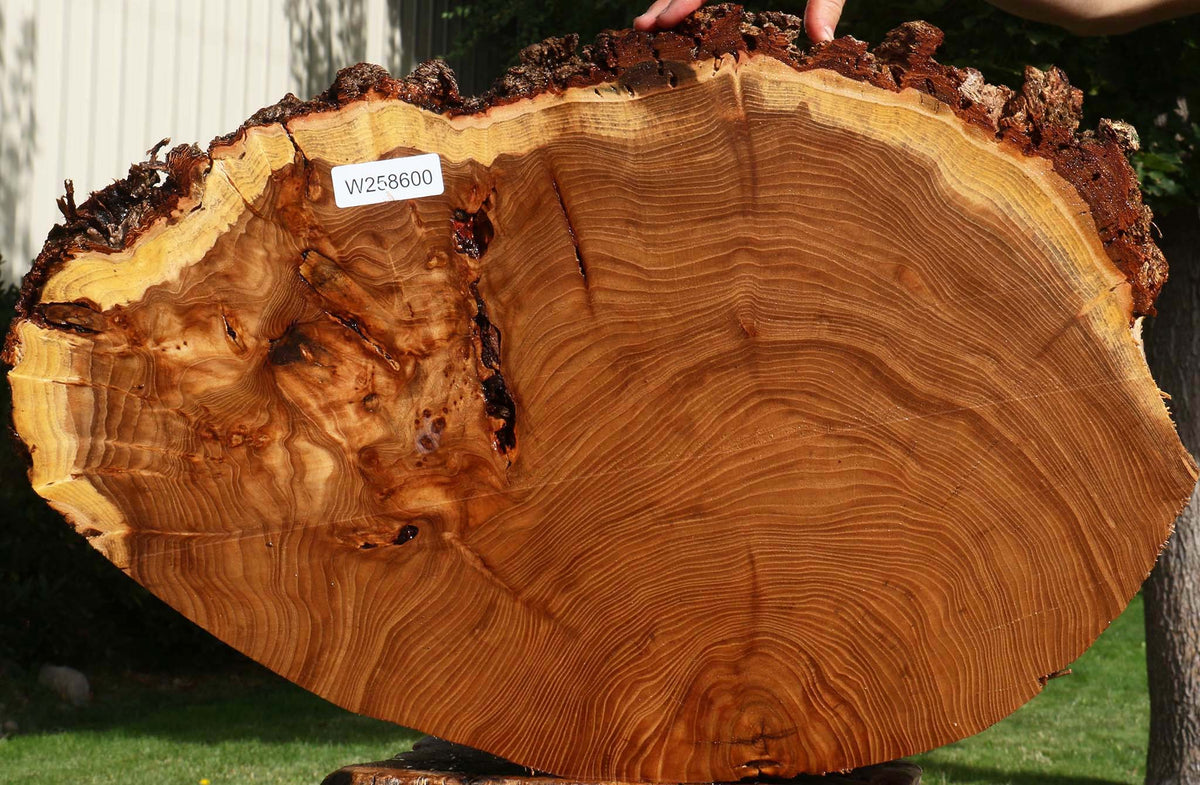 Figured Elm Cookie