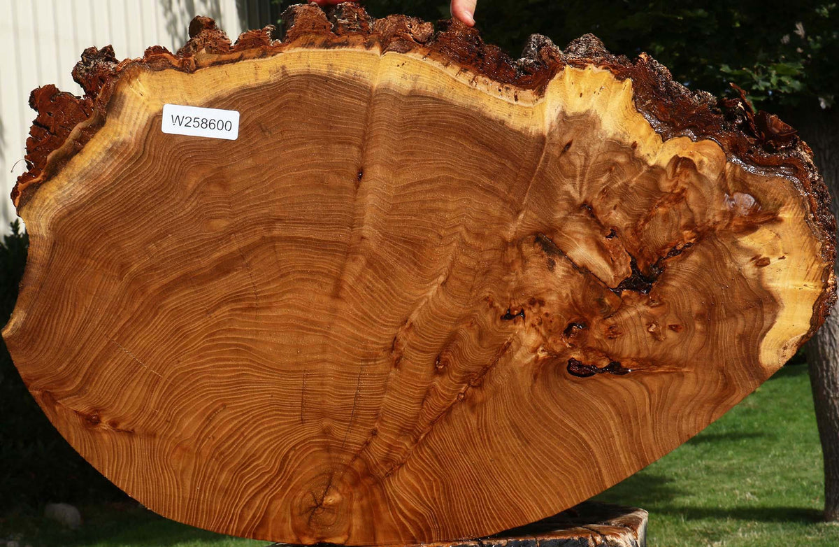 Figured Elm Cookie