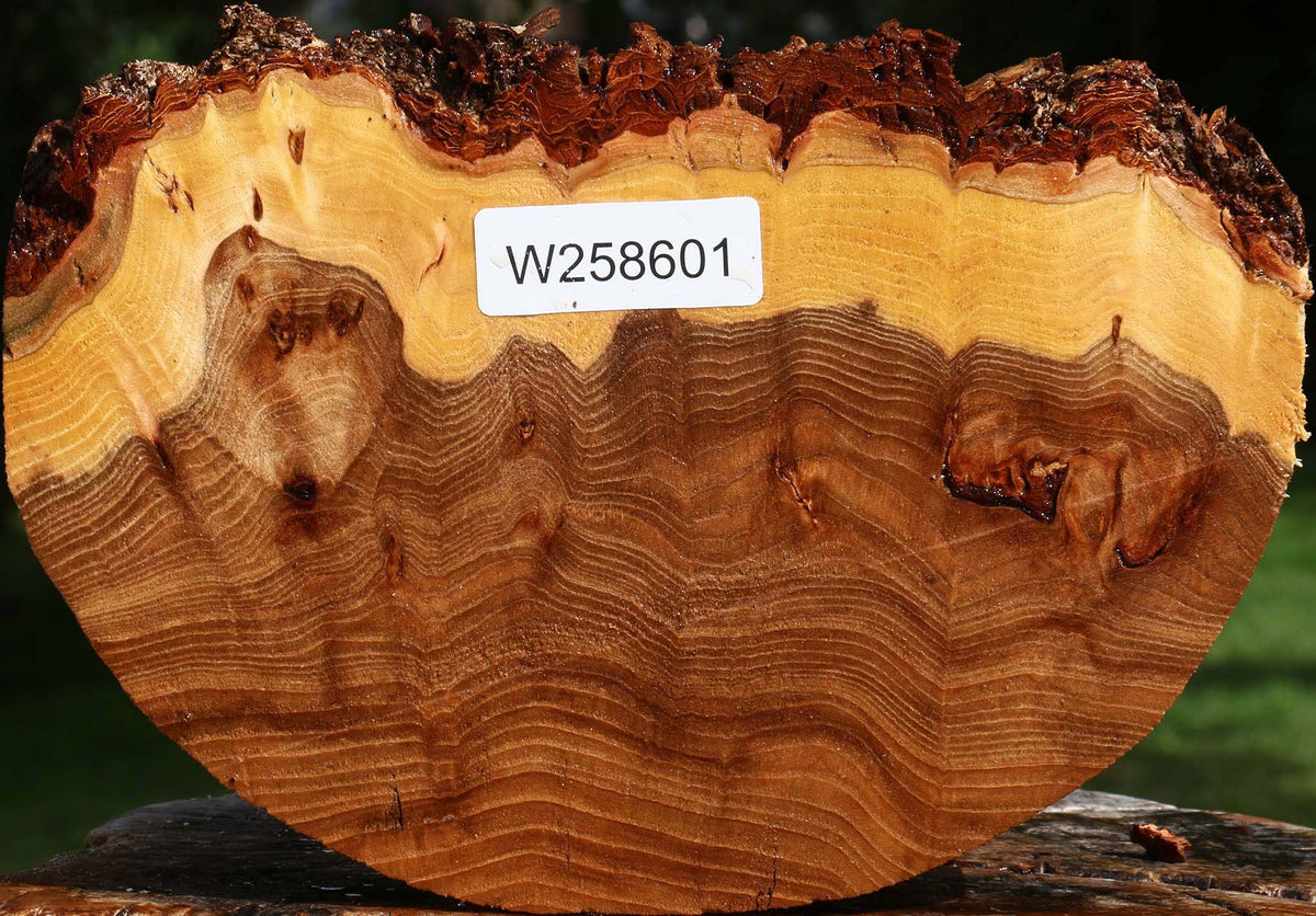 Figured Elm Cookie