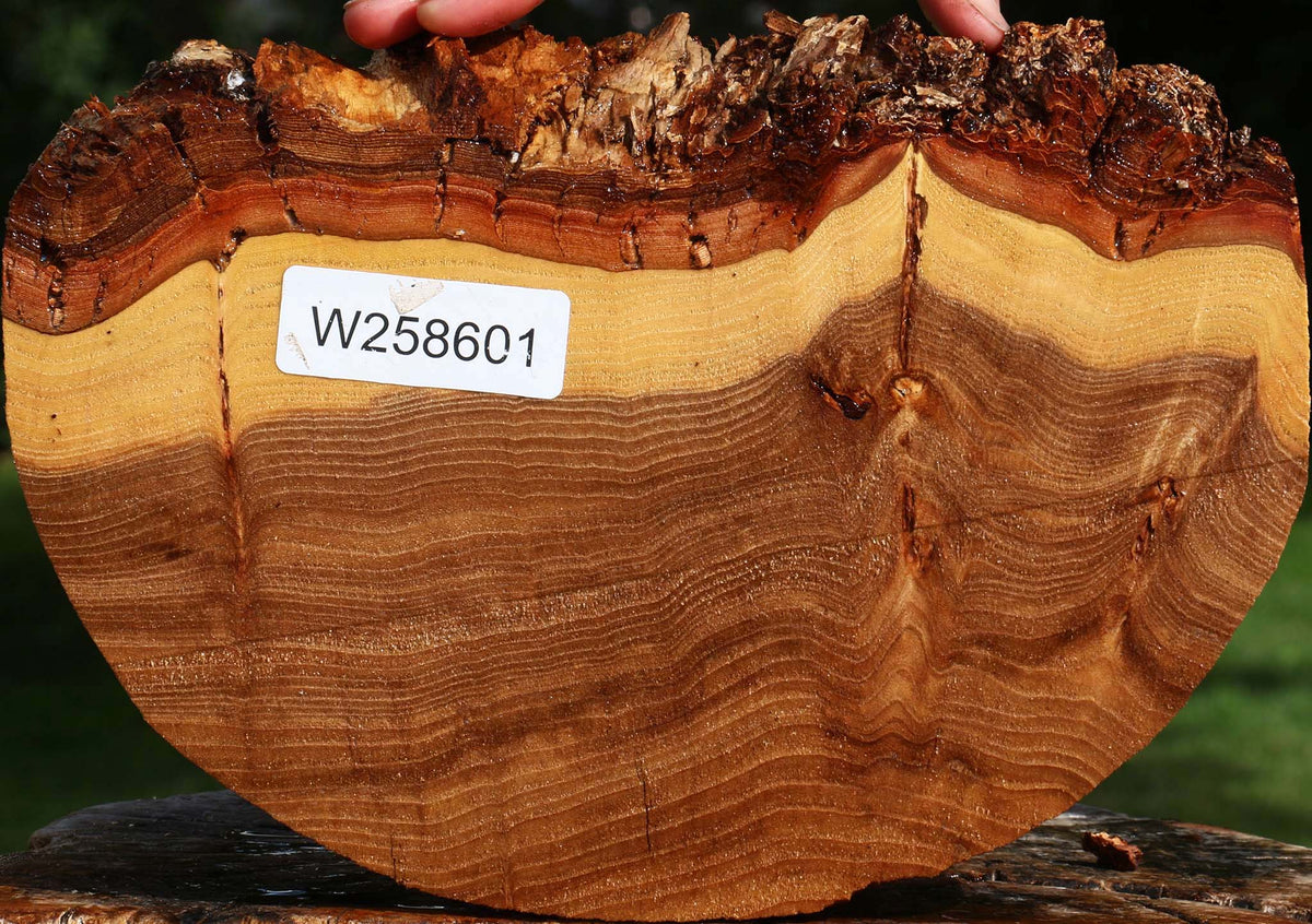 Figured Elm Cookie