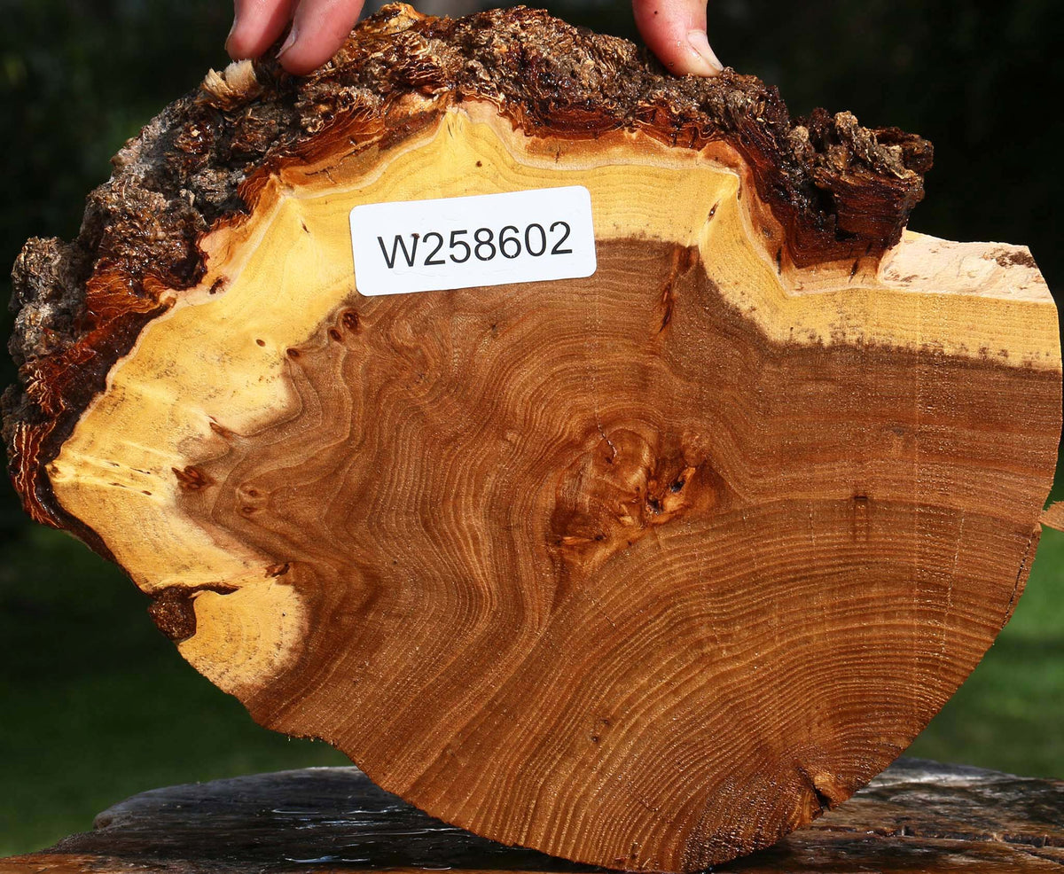 Figured Elm Cookie