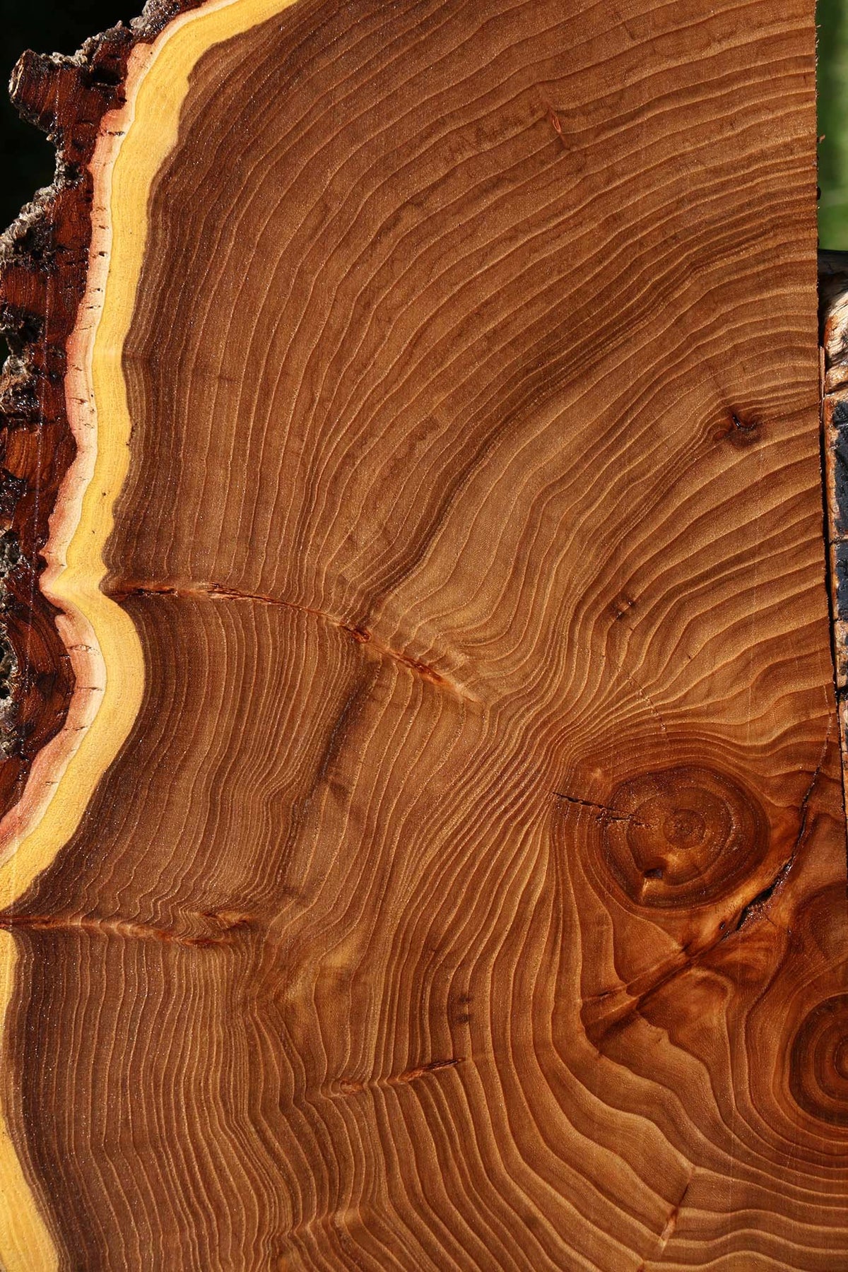 Elm Live Edge Slice
