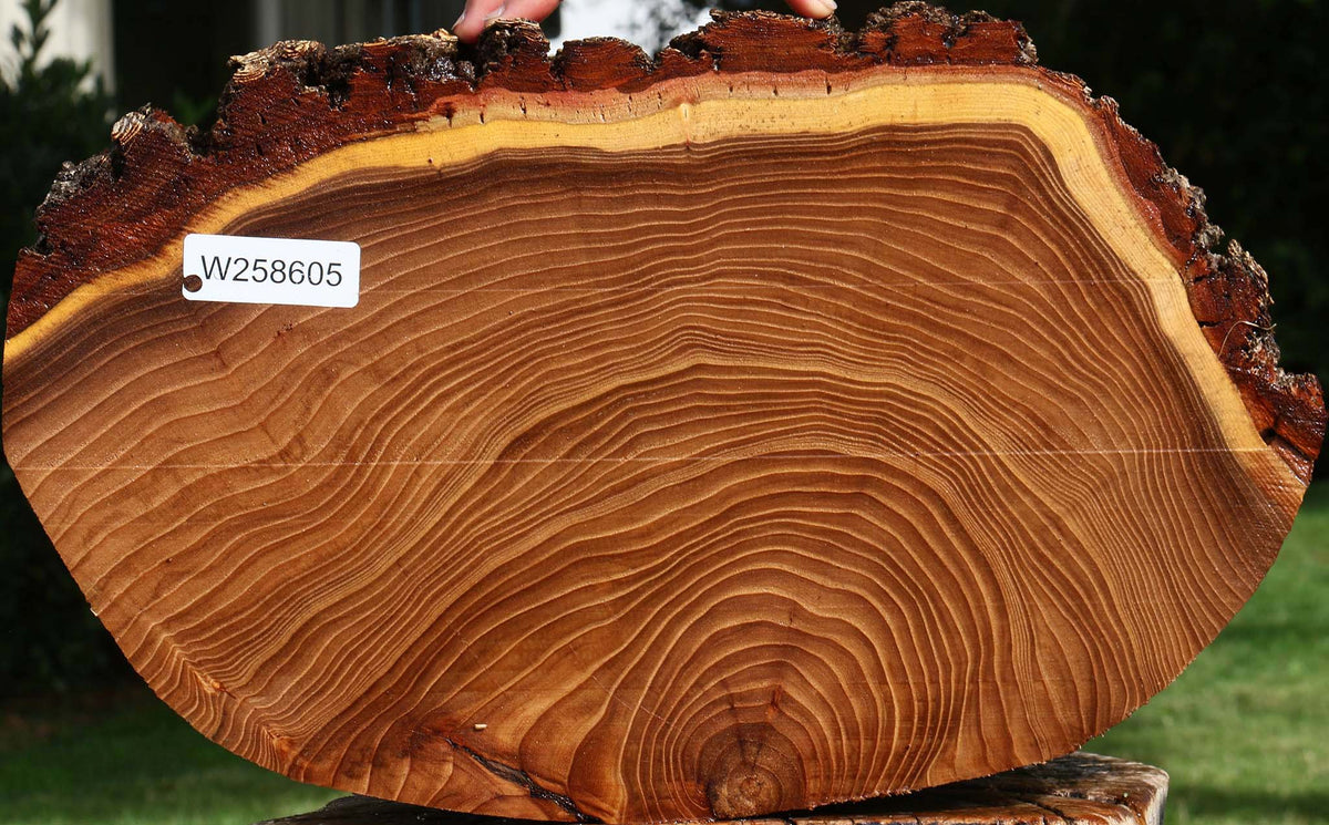 Elm Cookie