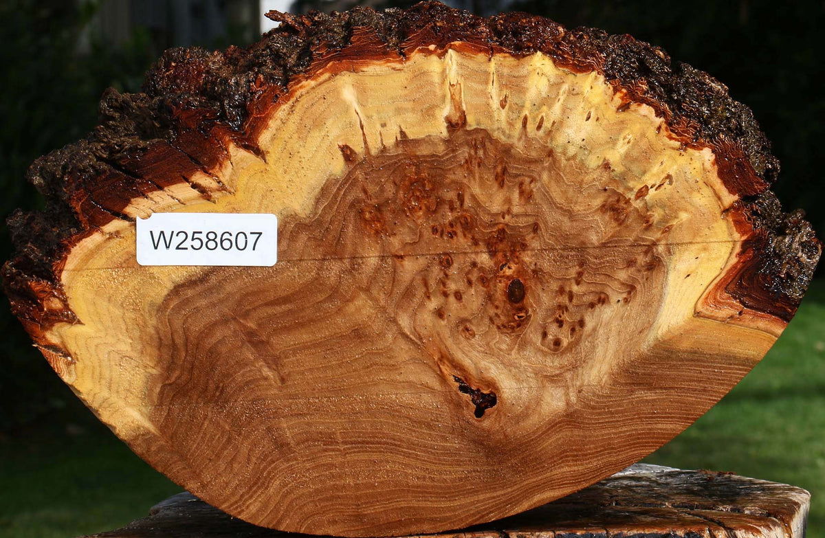 Extra Fancy Elm Cookie
