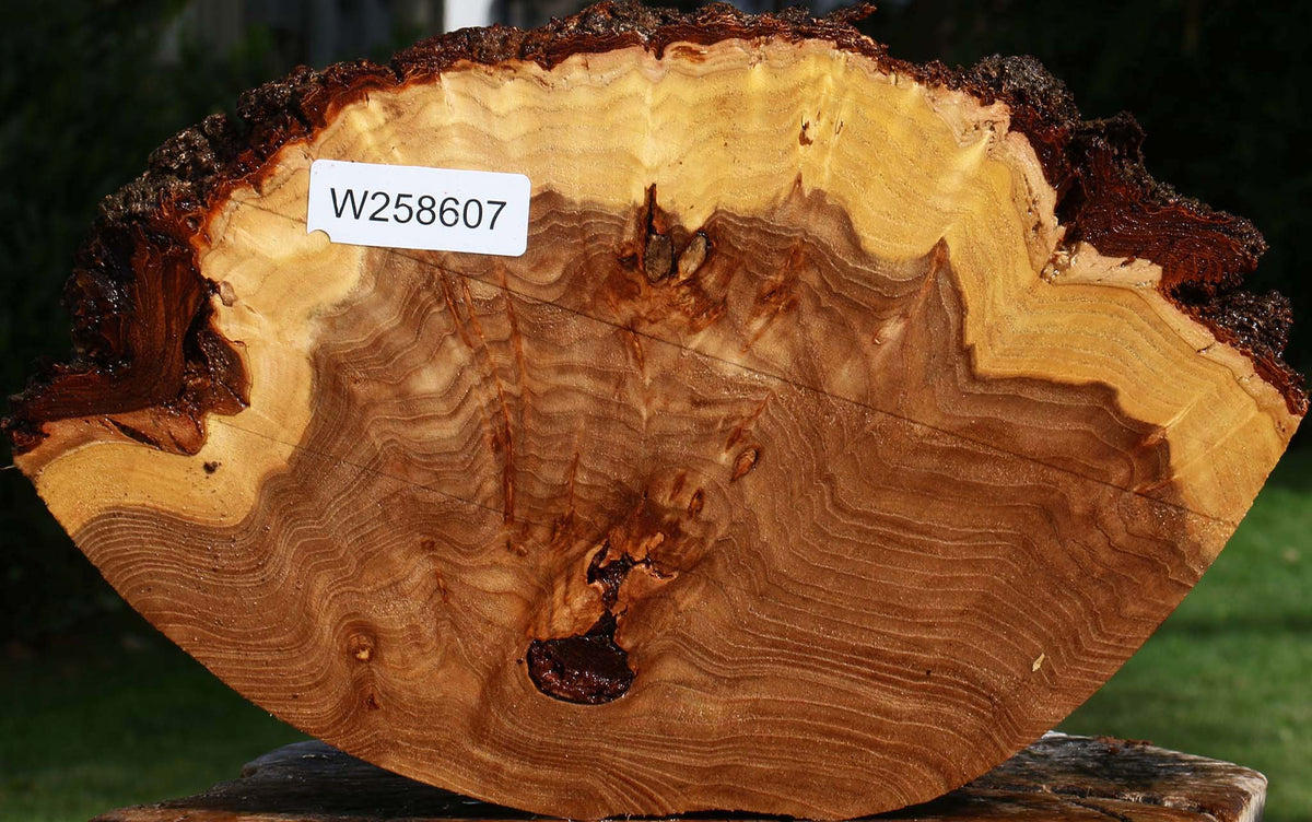 Extra Fancy Elm Cookie