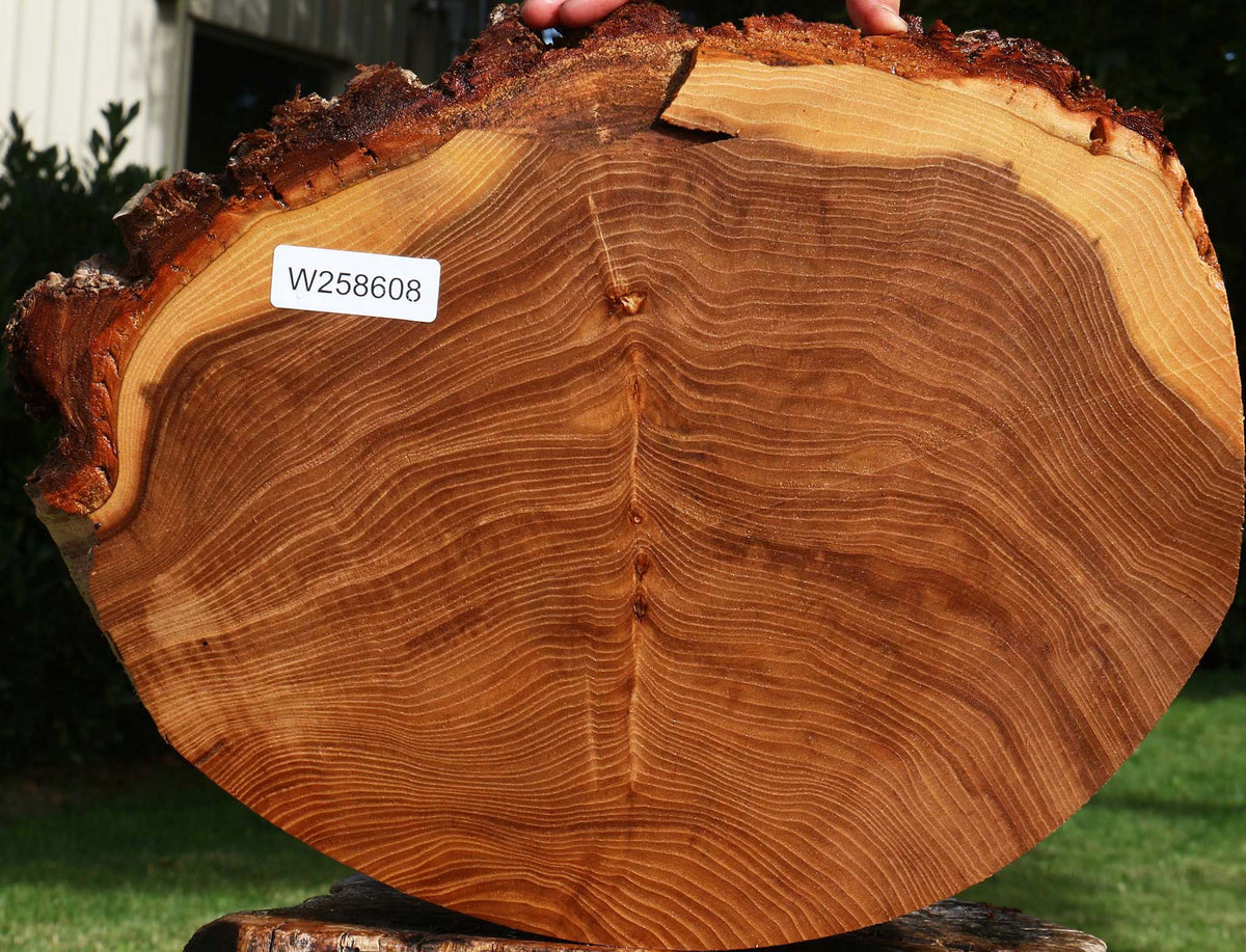 Elm Cookie