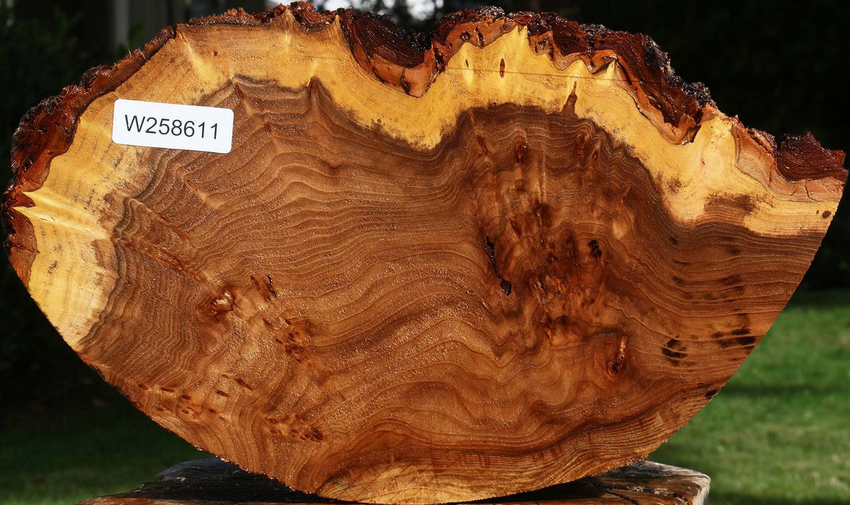 Extra Fancy Elm Cookie