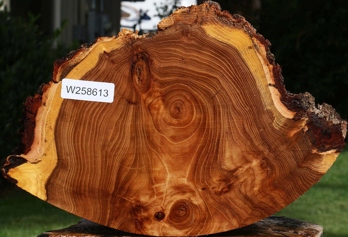 Elm Cookie
