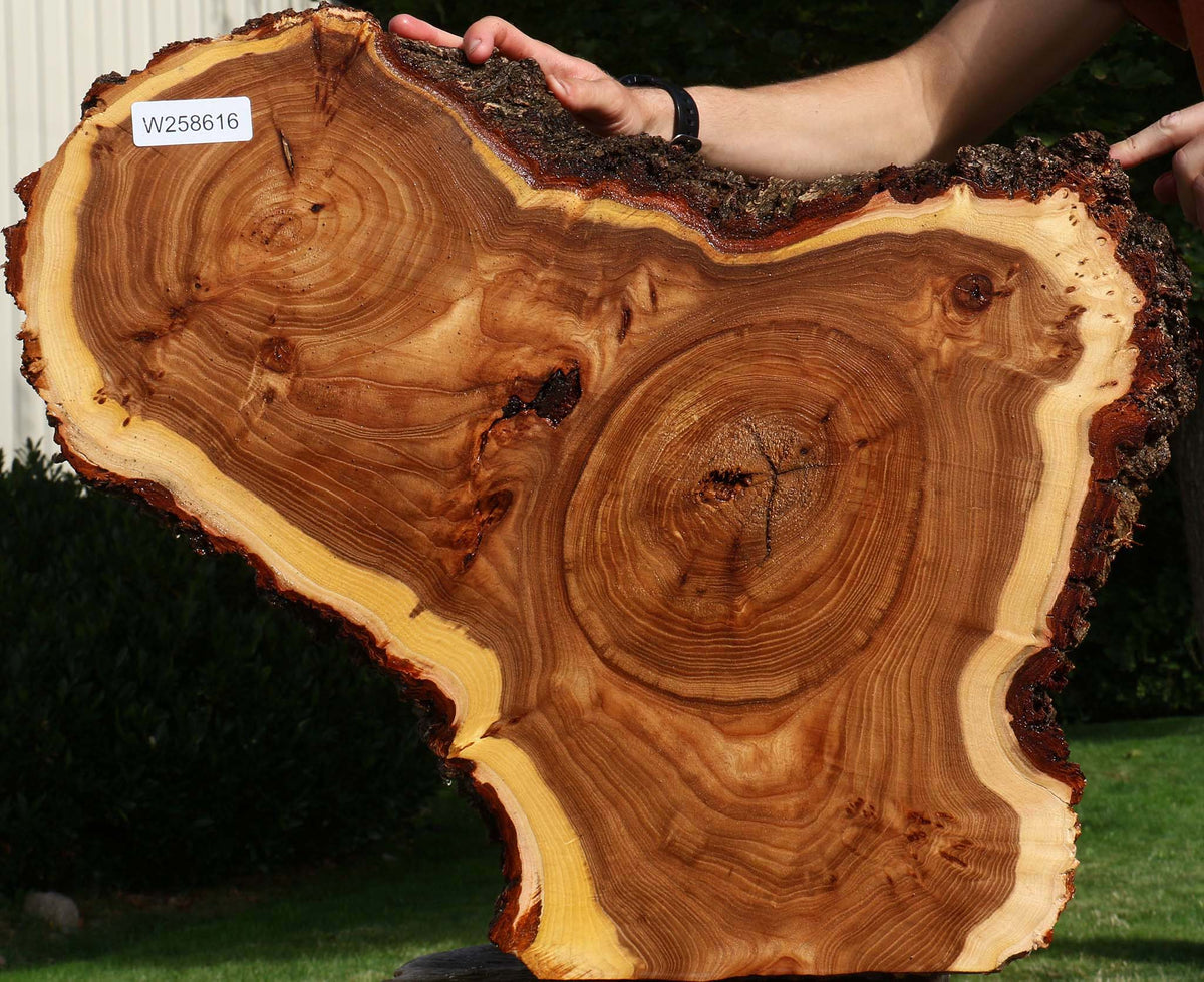 Figured Elm Cookie