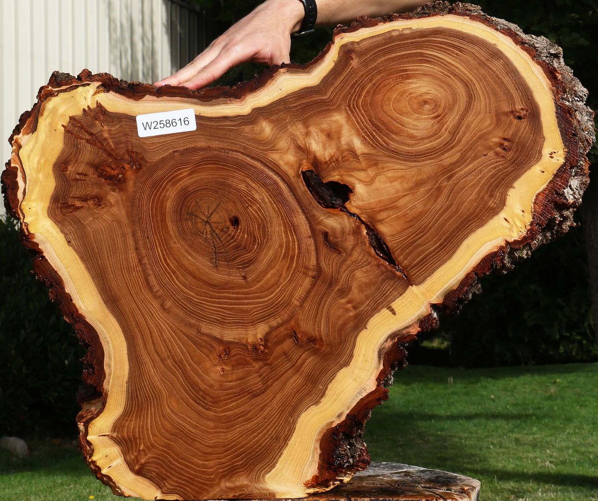 Figured Elm Cookie