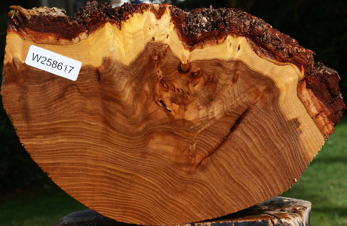 Figured Elm Cookie