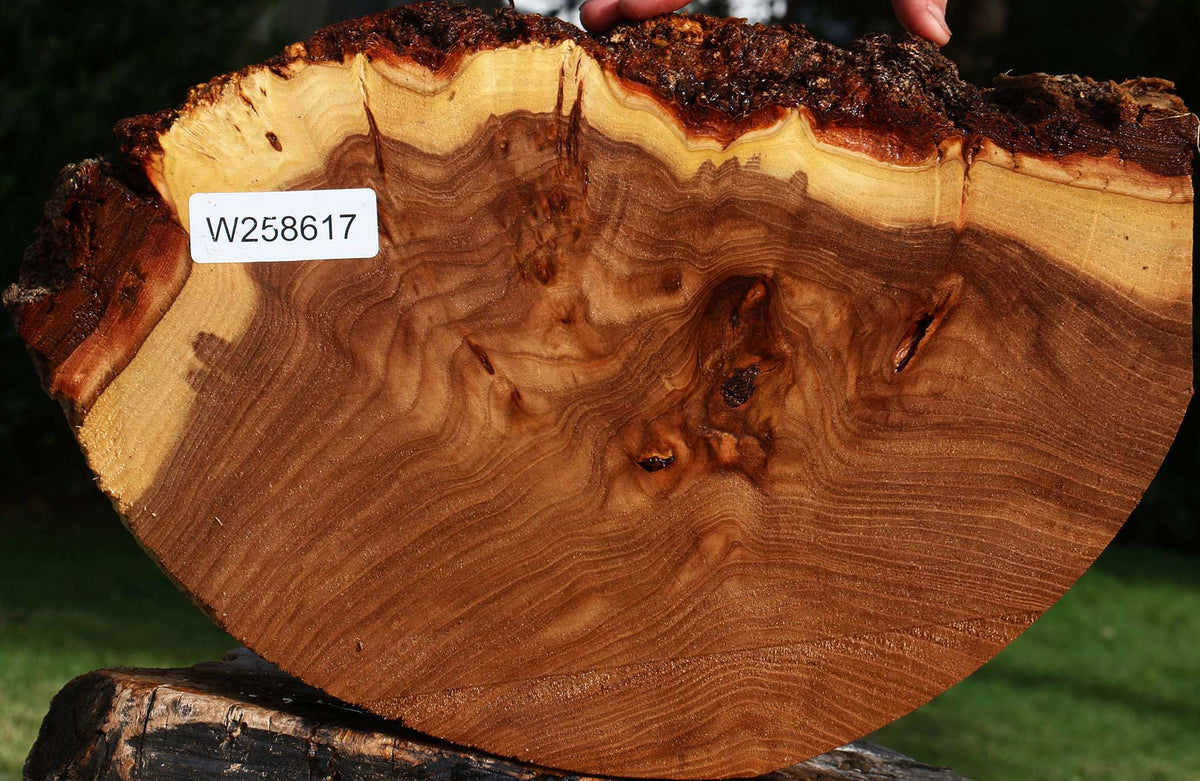 Figured Elm Cookie