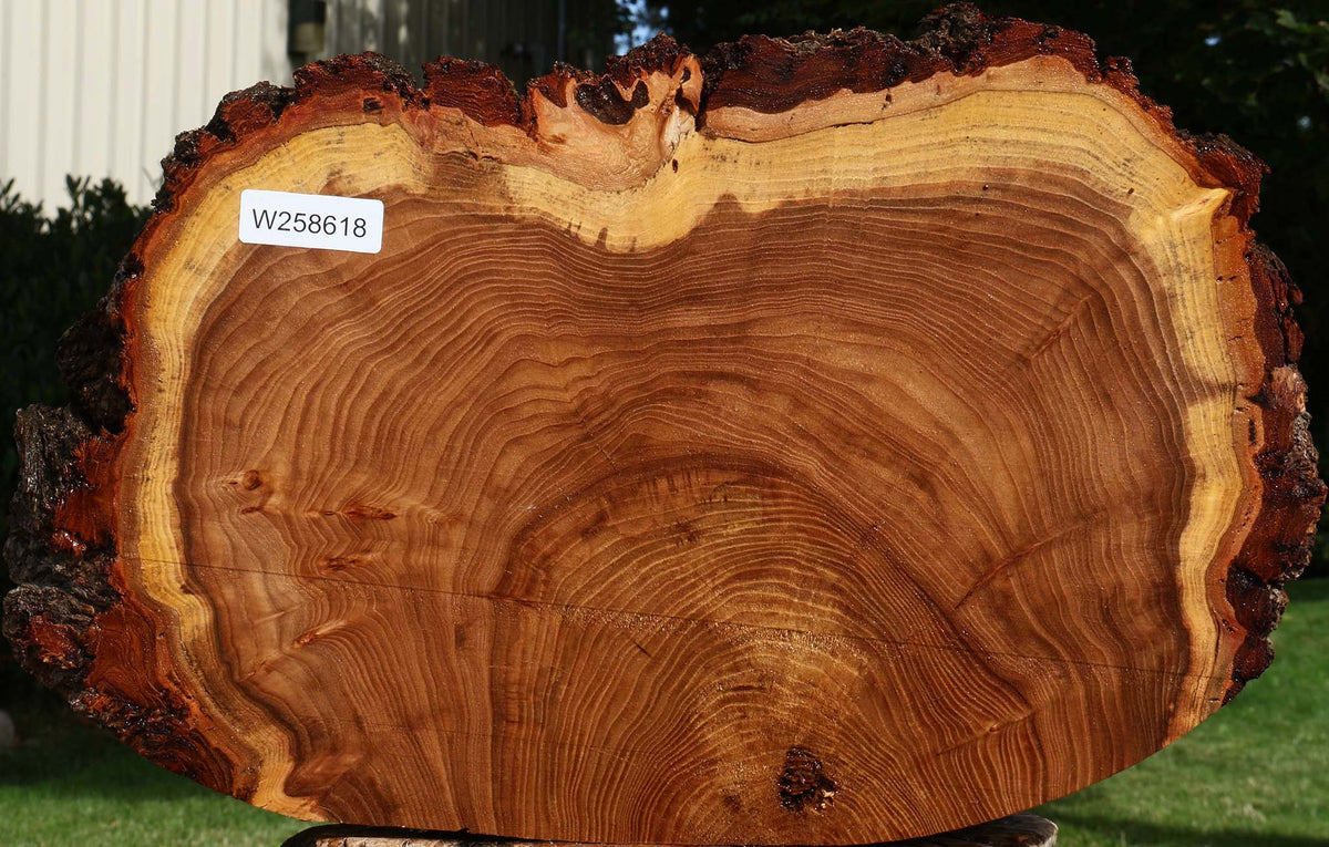 Figured Elm Cookie