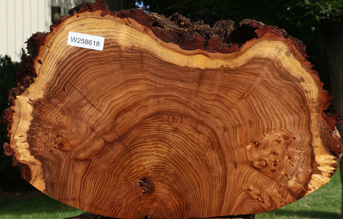 Figured Elm Cookie