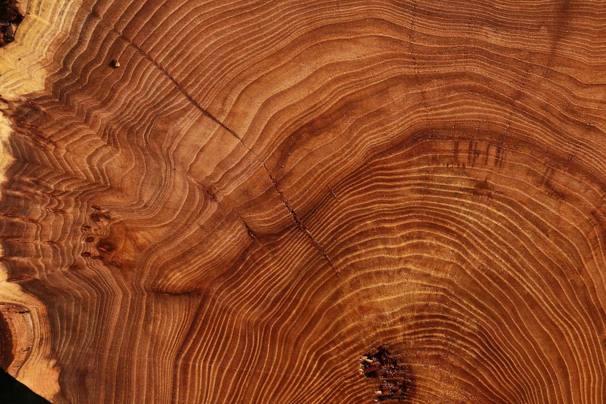 Figured Elm Cookie