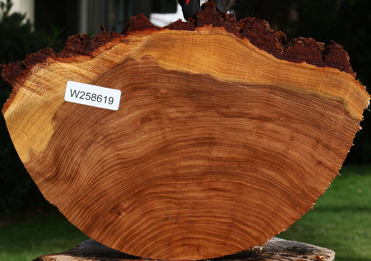 Elm Cookie