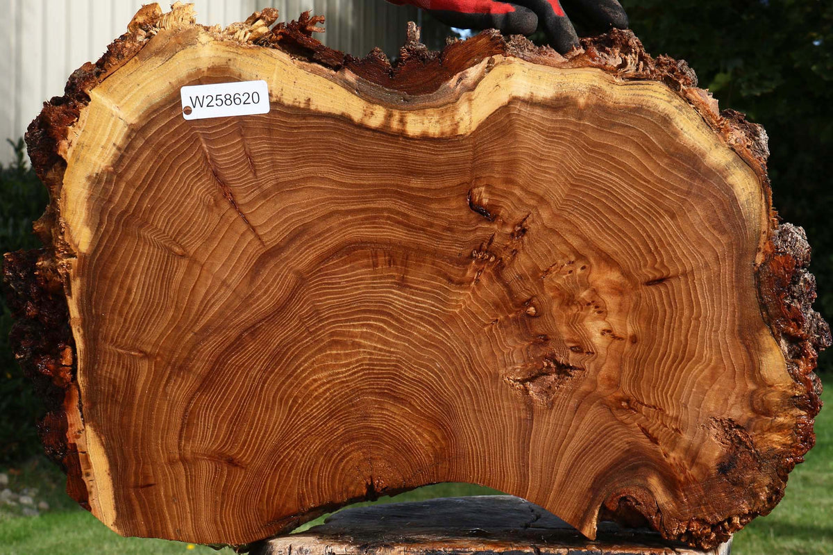 Figured Elm Cookie