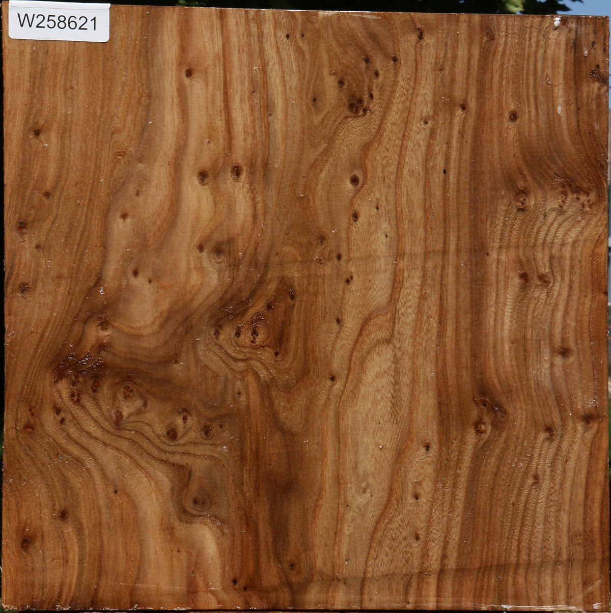 Figured Elm Bowl Blank