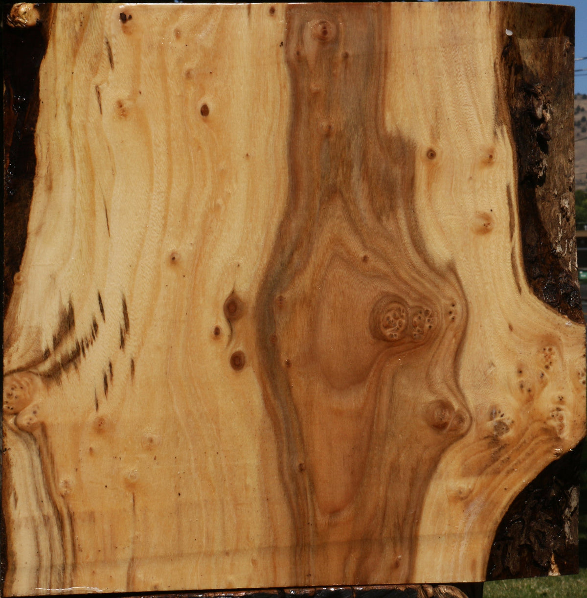 Figured Elm Bowl Blank
