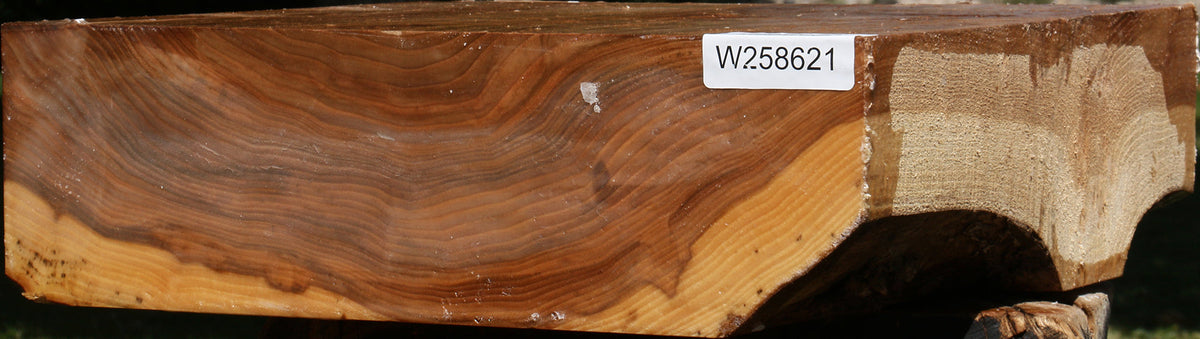 Figured Elm Bowl Blank