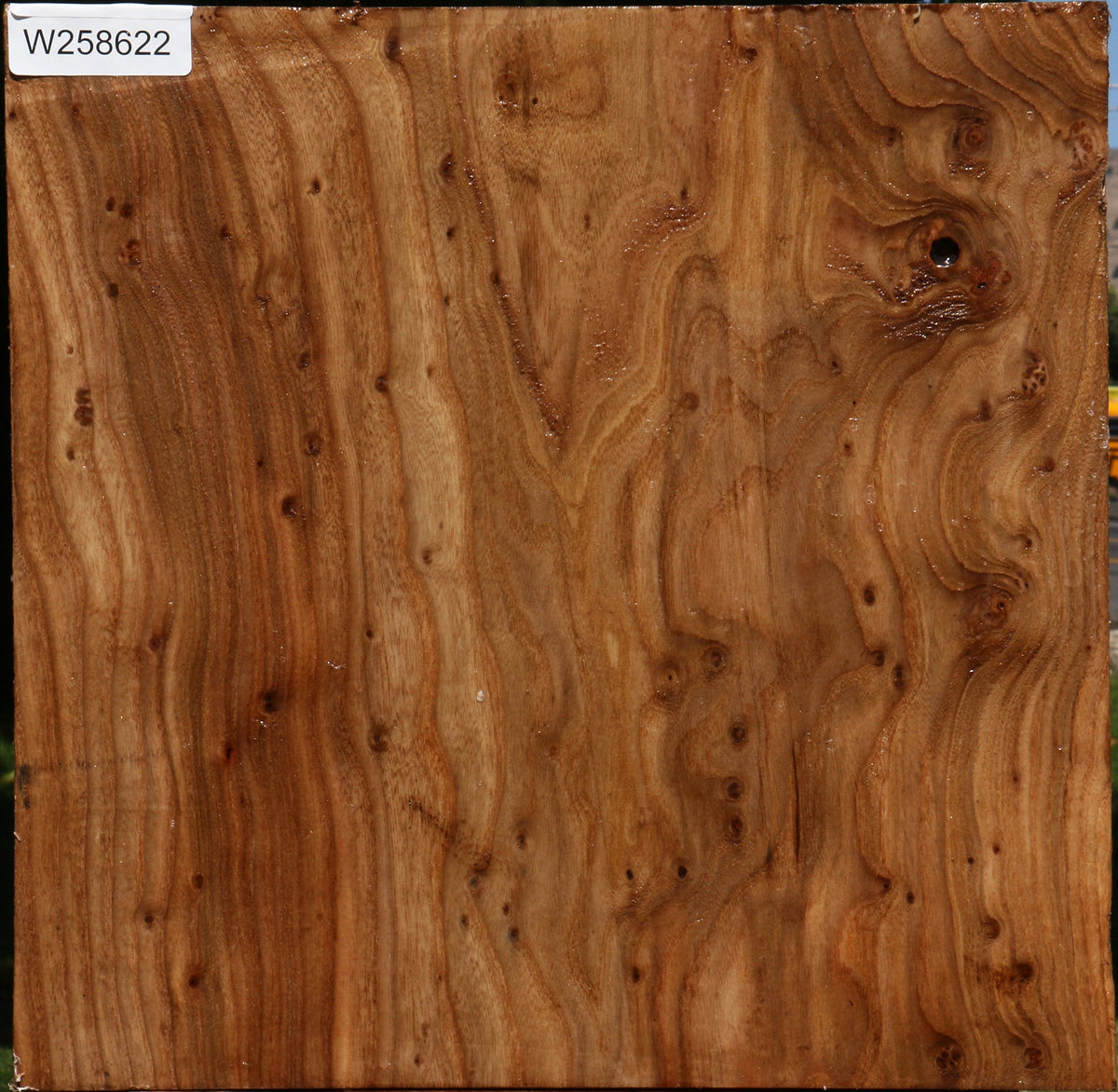Figured Elm Bowl Blank