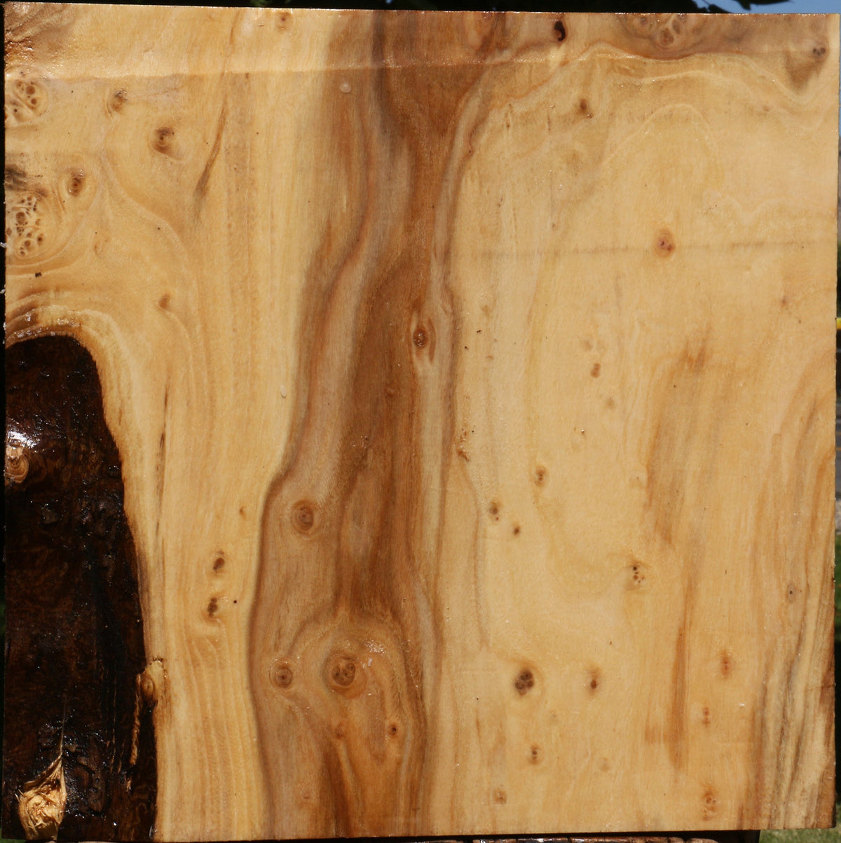Figured Elm Bowl Blank
