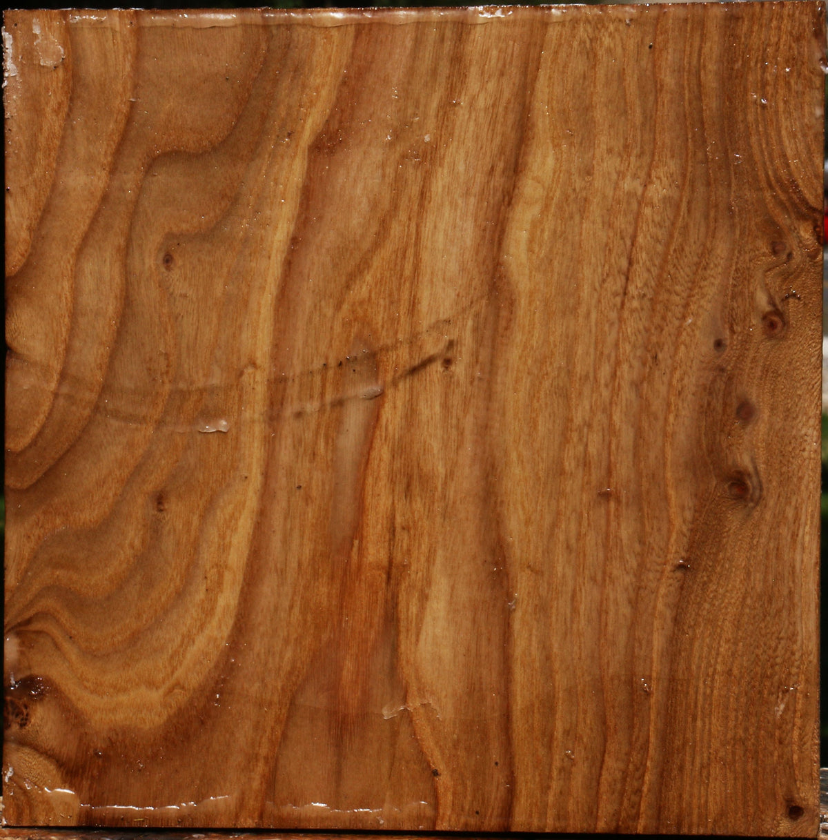 Figured Elm Bowl Blank