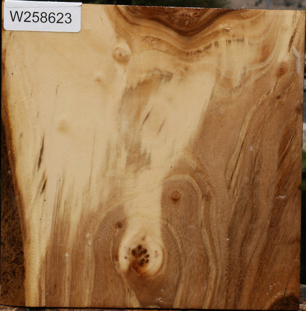 Figured Elm Bowl Blank