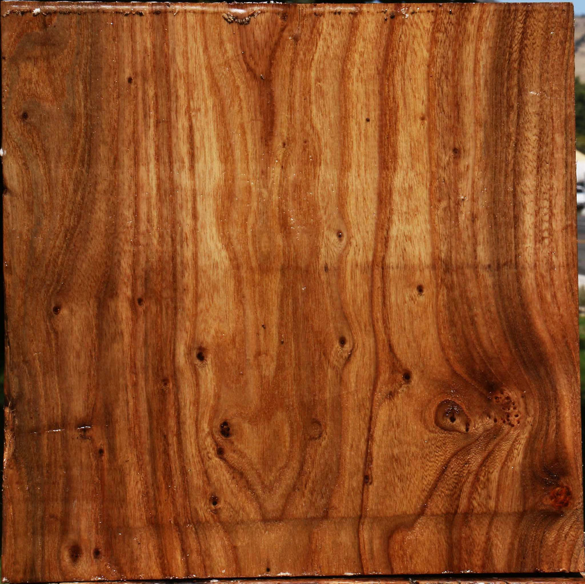 Figured Elm Bowl Blank